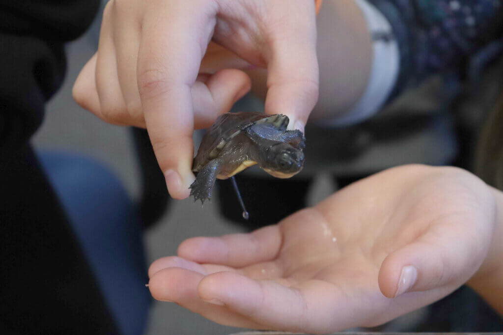 Blanding’s turtles start about the size of a half-dollar coin, small enough to be easily picked up and cared for by fourth graders. Photo: Trace Salzbrenner/The Acton Bridge