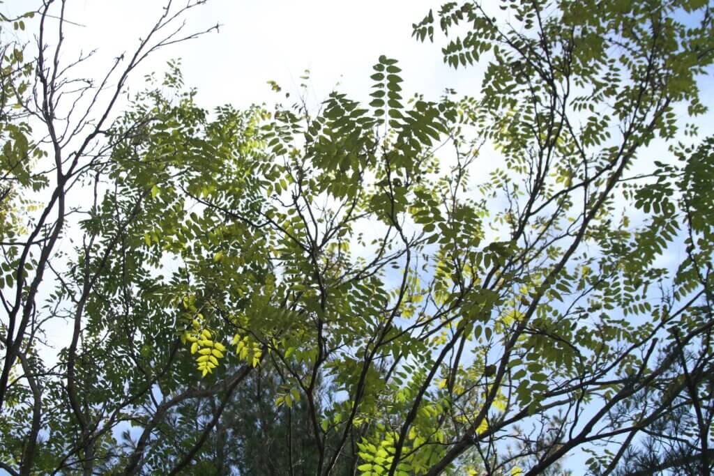 Spotted lanternflies’ favorite host is the invasive tree of heaven — but they also damage grapes, fruit trees, and other plants. Photo: Dakota Antelman/The Acton Bridge
