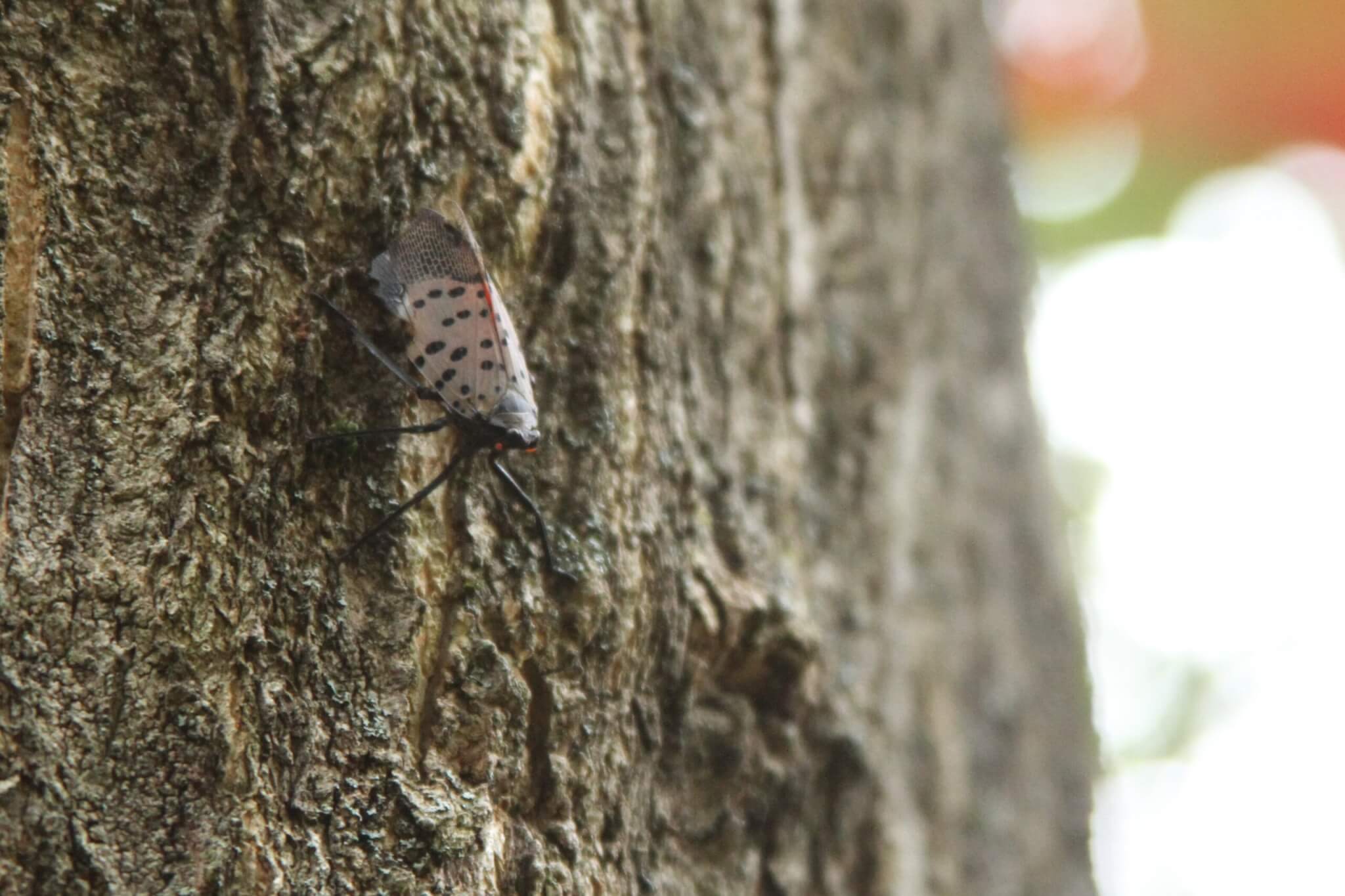 Spotted lanternflies explored the trunk of an infested tree at Walden Pond last week. Photo: Dakota Antelman/The Acton Bridge