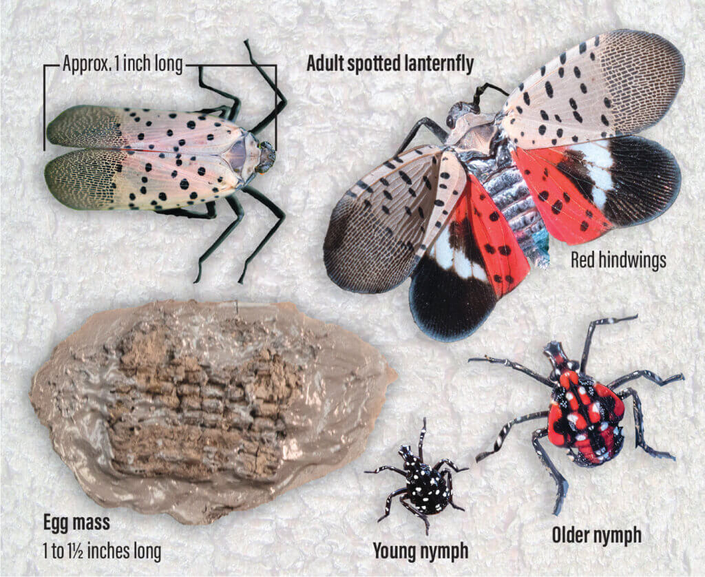Spotting a spotted lanternfly. Photo illustration: Kim Carpenter/The Acton Bridge