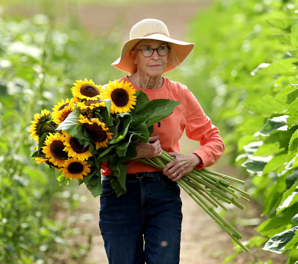 Nea Glenn of Acton carries an armful of sunflowers as a birthday gift for her husband, Peter, at Verrill Farm on Friday, August 29, 2025. Ken McGagh/The Acton Bridge