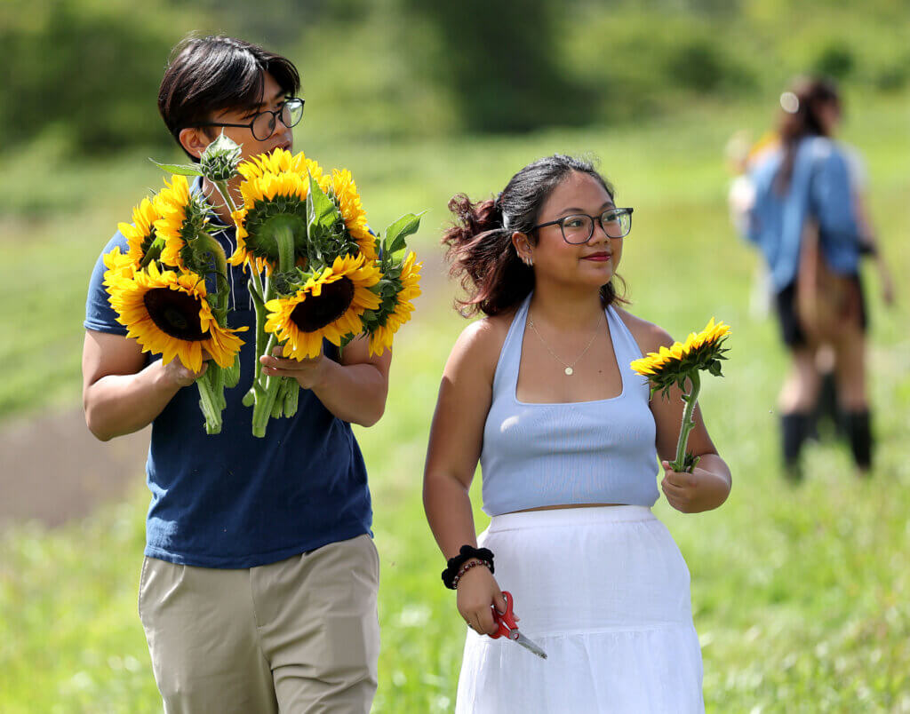 Out on a date, Julia Fernandez and her boyfriend Josh Reyes of Boston carry sunflowers from the field at Verrill Farm on Saturday, August 30, 2025. While the farm’s smaller sunflower field has been open for pickers, Saturday was the first official day for pick-your-own in the larger field, complete with a Verrill Farm trailer on site. Ken McGagh/The Acton Bridge