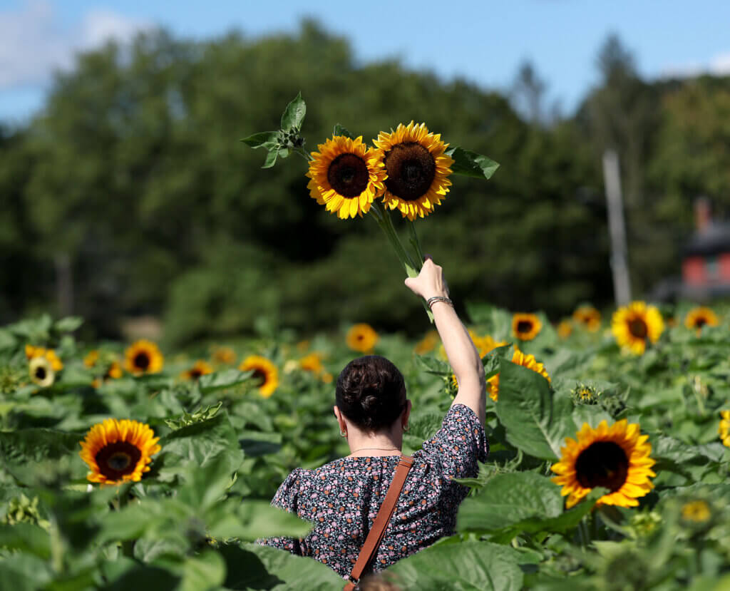 A sunflower picker wades through the field at the pick-your-own sunflower field at Verrill Farm in Acton on Saturday, August 30, 2025. The season should last another two or three weeks, according to farm workers. Ken McGagh/The Acton Bridge