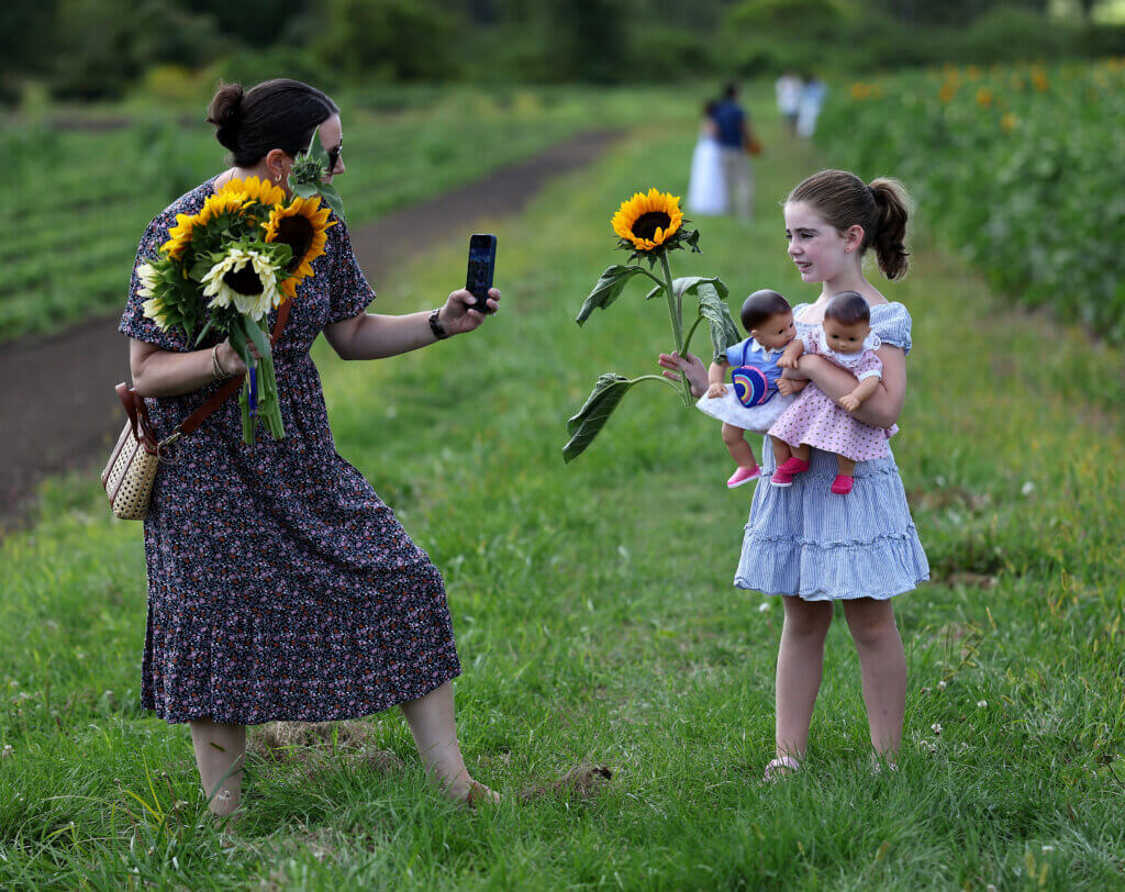Fiona Murray, 6, of Acton poses for a picture with a sunflower and her dolls, as taken by her mother, Rhona, at Verrill Farm on Saturday, August 30, 2025. The pick-your-own season should last another two or three weeks, according to farm workers. Ken McGagh/The Acton Bridge