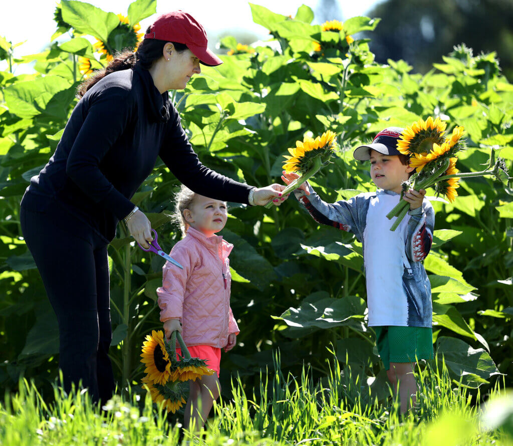 Kaitlin Bancroft of Wayland hands a sunflower to her son Teddy, 6, as her daughter Connie, 3, looks on, at Verrill Farm in Acton on Saturday, August 30, 2025. Ken McGagh/The Acton Bridge