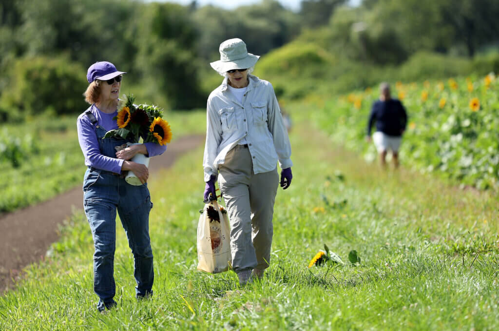 Yvonne Wilson of Acton, left, and Debbie Tait of Chelmsford chat after picking sunflowers at Verrill Farm on Saturday, August 30, 2025. Wilson plays clarinet for The Acton Band. Ken McGagh/The Acton Bridge