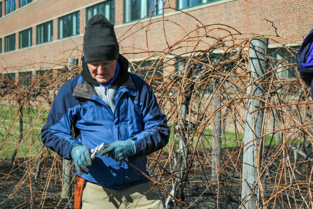 Concordian and grape expert Tim Parker prepares a cutting from the Acton grapevines at the former Welch’s headquarters on Baker Avenue. Photo: Dakota Antelman/The Acton Bridge