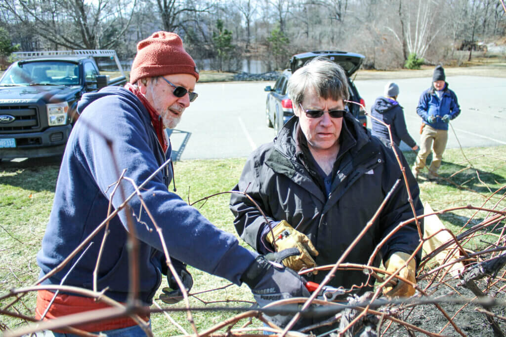 Timothy Wheeler House board members Ray Andrews and Phil Swain helped prune the grapevines and hope to grow the plants at the Walden Street senior living facility. Photo: Dakota Antelman/The Acton Bridge