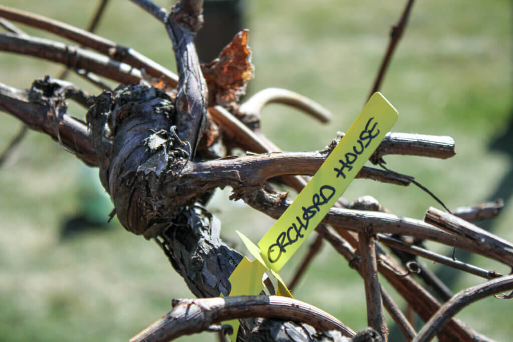 The Orchard House is one of several sites around town getting transplanted grapes from a micro-vineyard on Baker Avenue. Photo: Dakota Antelman/The Acton Bridge