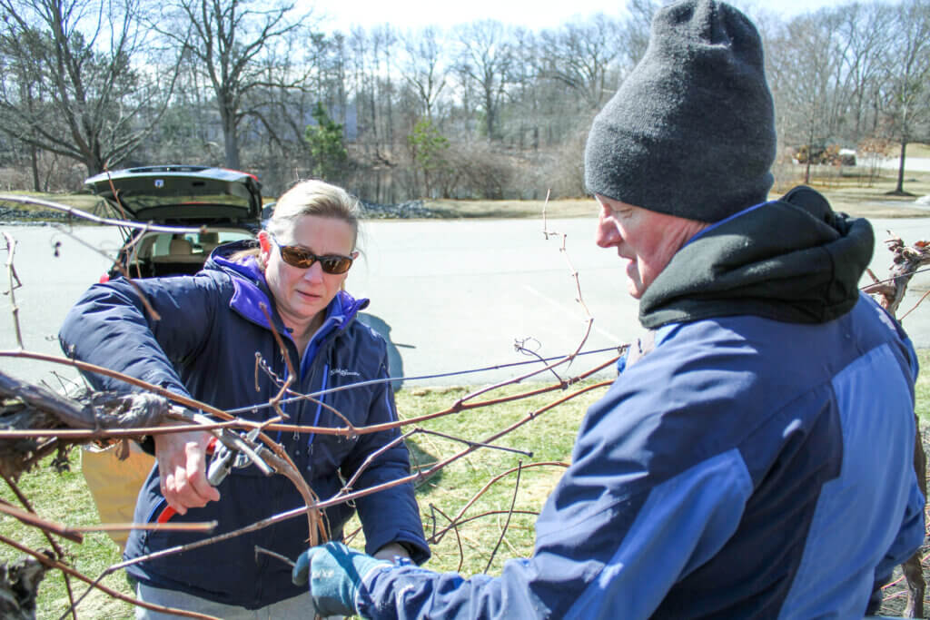 Hugh Cargill Community Garden Coordinator Michelle Wiggins cuts through a grapevine with help from Hugh Cargill gardener Tim Parker. Photo: Dakota Antelman/The Acton Bridge