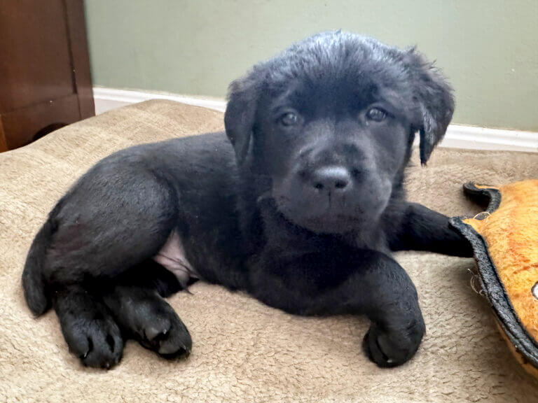Middle school students voted on names for the pup including Thor, Tank, and Benji. Photo courtesy of Acton Police Department