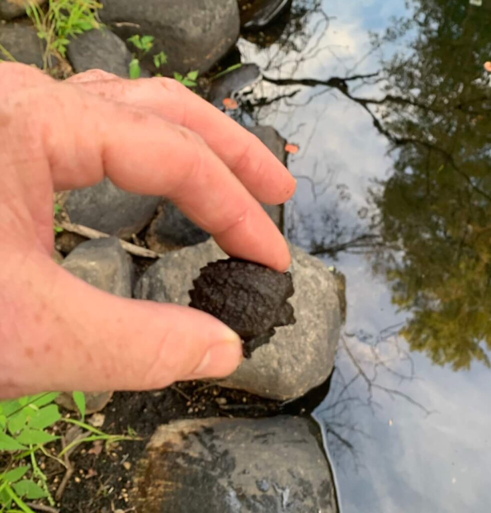 One of the snapping turtle hatchlings getting a lift. Photo by Wilson Kerr
