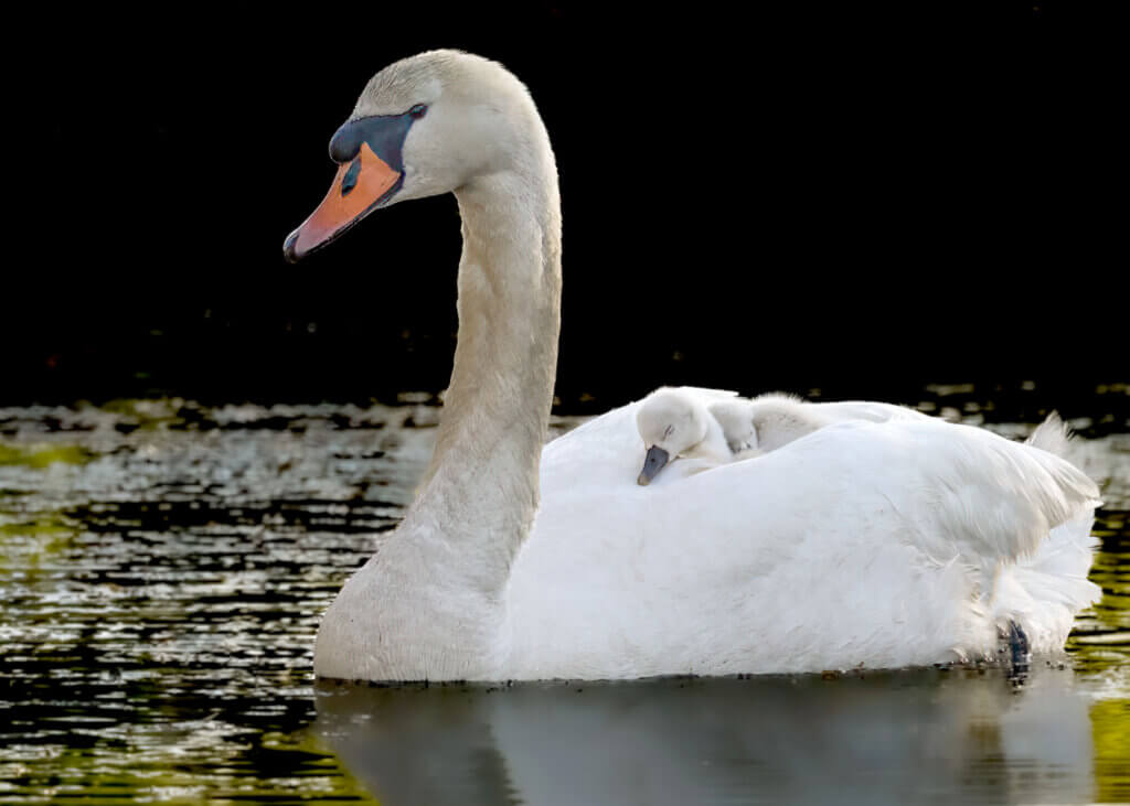 swan and cygnet