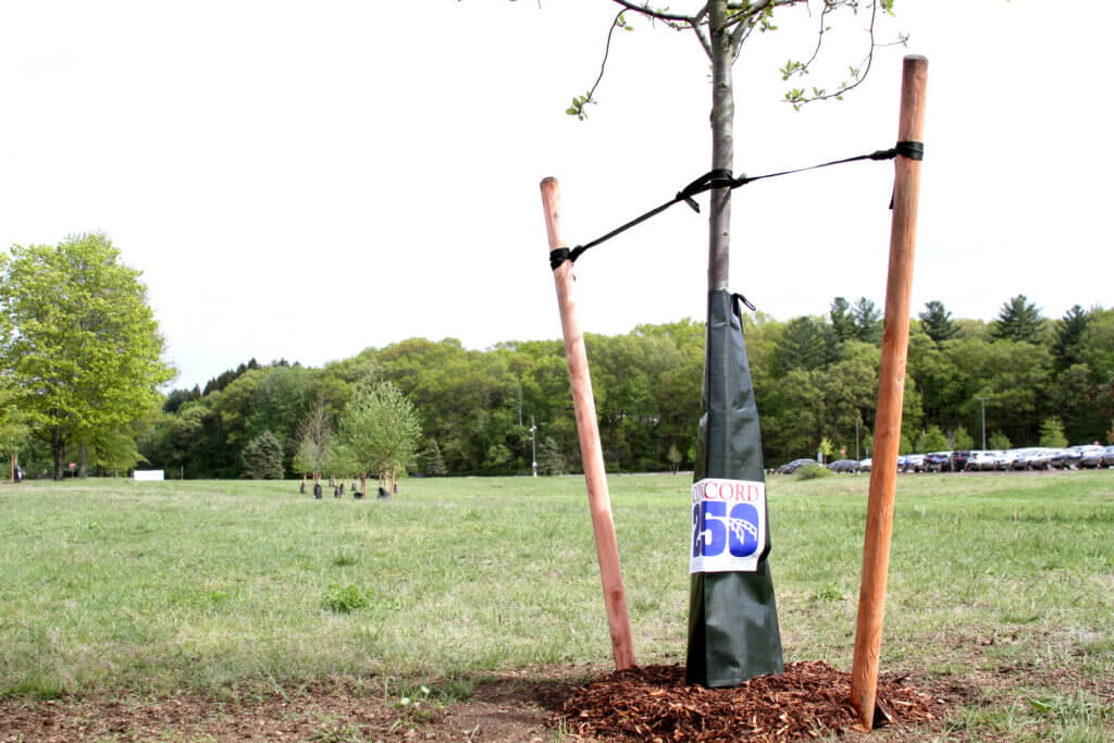 Contractors recently planted new trees on the Acton-Carlisle High School campus as part of a larger tree planting effort around Concord250 celebrations. Photo: Dakota Antelman/The Acton Bridge
