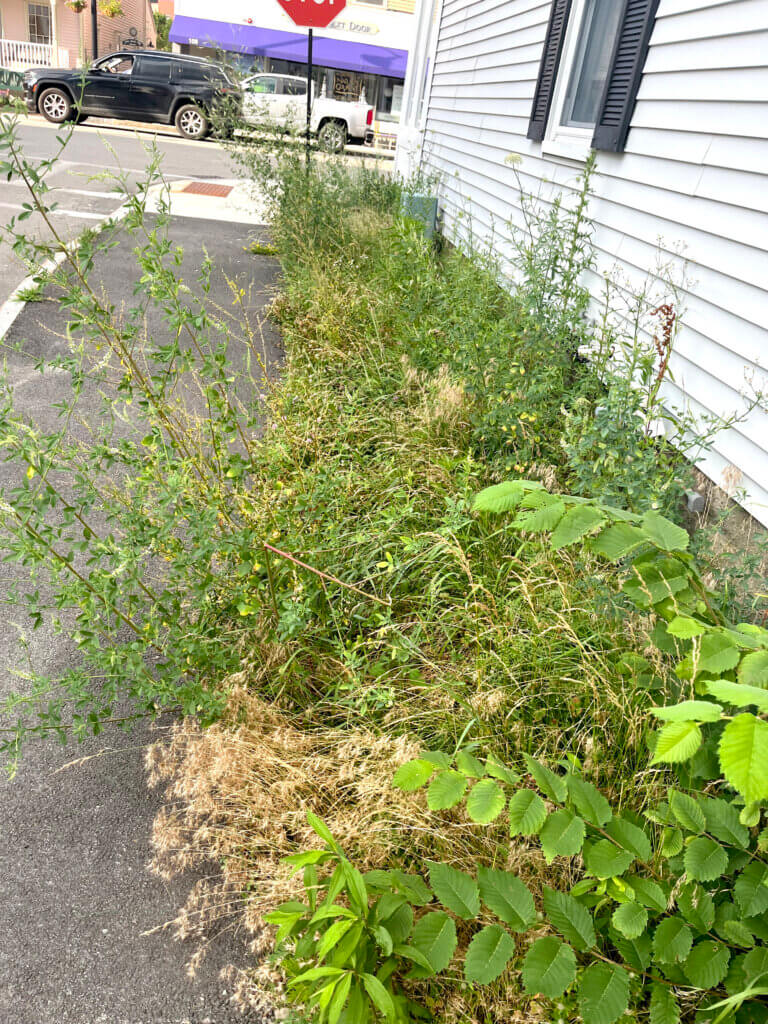 The weedy patch of earth next to Anita’s Shoe Boutique in West Acton. Courtesy photo