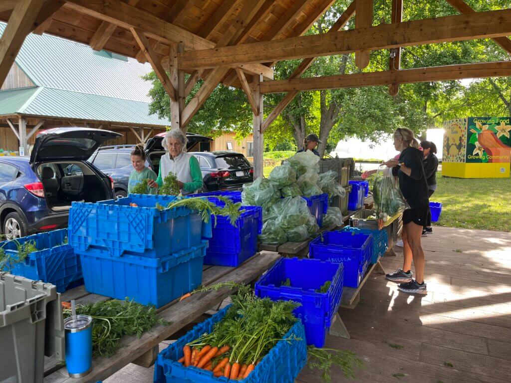 Staff and volunteers come together each Saturday to pack 125 grocery bags with a variety of fresh vegetables, fruits, and herbs harvested at Gaining Ground that week. Courtesy photo