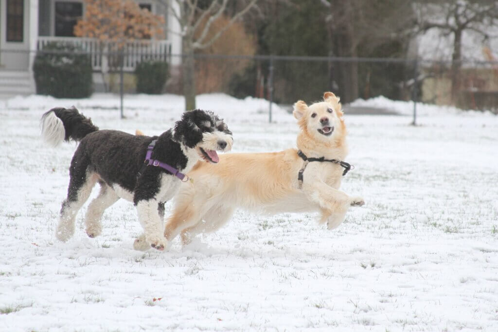 Zinabou, a golden retriever, spots a Bridge photographer while playing with Rue, a fellow dog, at Emerson Field. Photo: Dakota Antelman/The Acton Bridge