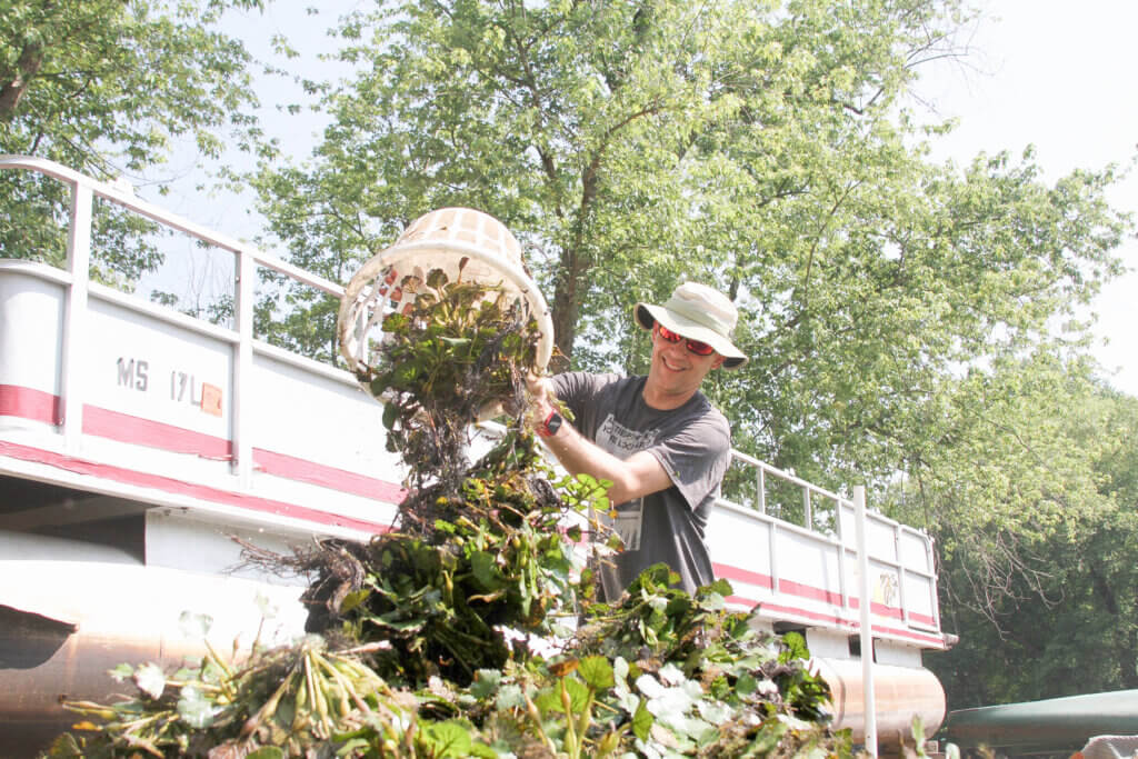 Mike Birenbach dumps invasive water chestnuts onto a pile at the South Bridge Boat House during a volunteer hand-pulling event. Photo: Dakota Antelman/The Acton Bridge