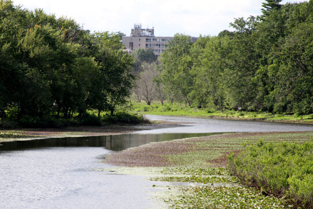 Patches of invasive water chestnuts turn brown along the Sudbury River after being sprayed with herbicide. Photo: Dakota Antelman/The Acton Bridge