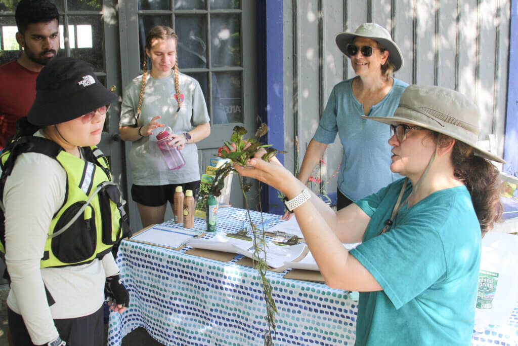 OARS Ecological Restoration Coordinator Heather Conkerton demonstrates how to pull a water chestnut plant from the water. Photo: Dakota Antelman/The Acton Bridge