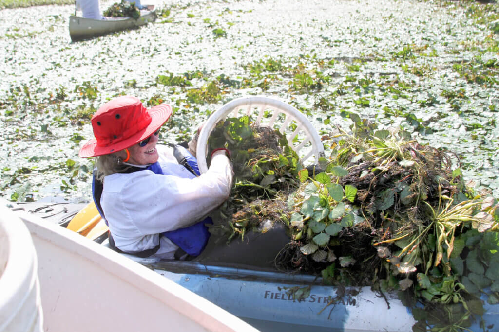 Tenley O’Shaughnessy shovels invasive water chestnuts into a laundry basket during a July 16 event on the Sudbury River. Photo: Dakota Antelman/The Acton Bridge