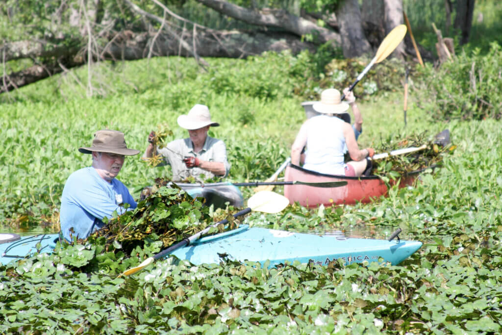 Volunteers paddle deep into a mat of invasive water chestnuts during a volunteer hand-pulling event on the Sudbury River. Photo: Dakota Antelman/The Acton Bridge